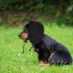 thumbnail image 1 of GOOHOCHY Protector De Orejas Para Perros En Negro Con Aislamiento De Ruido Y Protección Térmica, 1 of 8