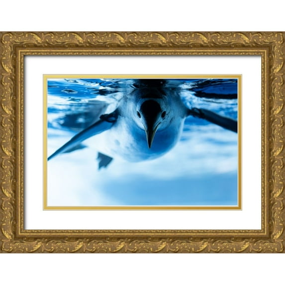 Ulspilcatra 32x23 Gold Ornate Wood Framed with Double Matting Museum Art Print Titled - Antarctic Experience