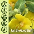 thumbnail image 4 of Jarabe para la tos Nature's Answer Mullein-X, 120 ml, soporte respiratorio, 4 of 6