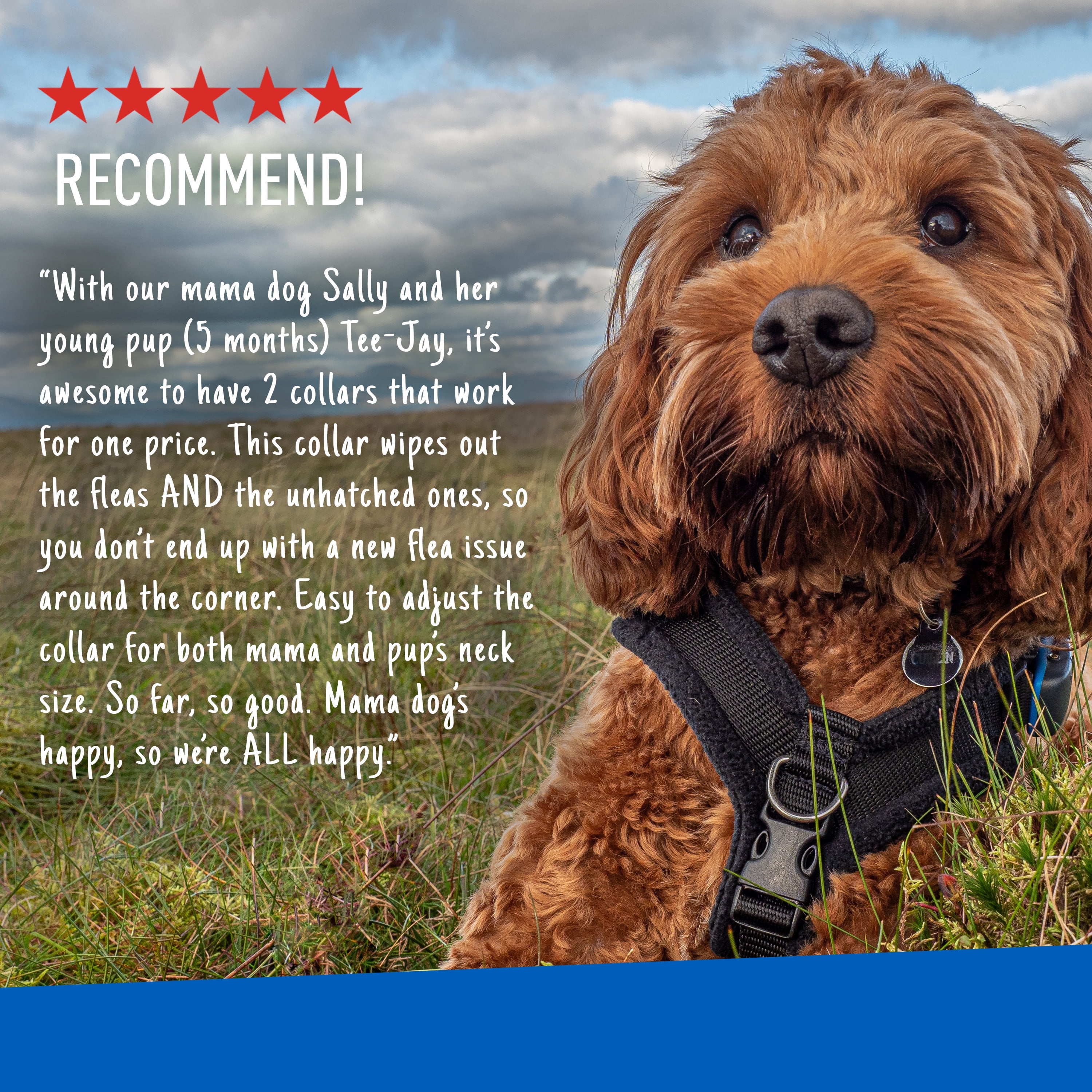 Adams flea and tick collar reddit sale