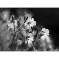 thumbnail image 2 of Deiter, Lori 18x15 White Modern Wood Framed Museum Art Print Titled - Black and White Flowers, 2 of 4