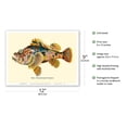 thumbnail image 2 of Nohu‘omakaha (Scorpaenopsis Diabolus) - Hawaiian Devil Scorpionfish - from Fishes of Hawaii - Vintage Hawaiian Color Postcard c.1905 - Master Art Print (Unframed) 9in x 12in, 2 of 4