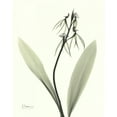 thumbnail image 2 of Koetsier, Albert 26x31 White Modern Wood Framed Museum Art Print Titled - Single Orchid, 2 of 4