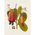 thumbnail image 3 of Unknown 12x14 Black Modern Framed Museum Art Print Titled - Exotic Botanicals I, 3 of 5
