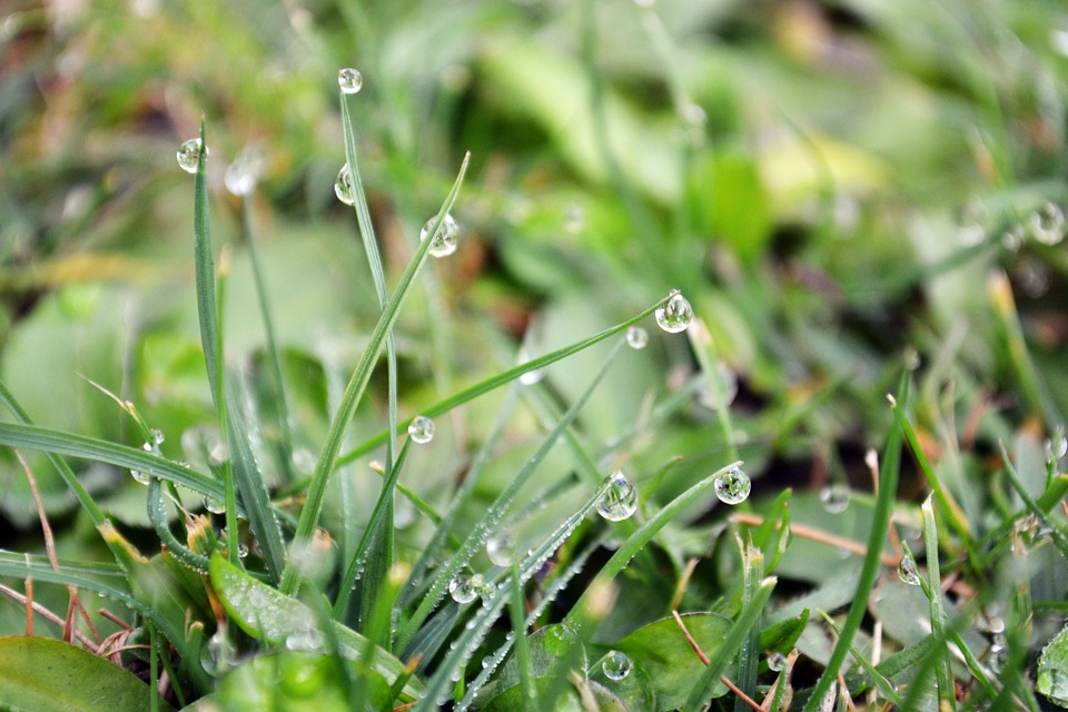 Drops Grass Morning Mist Wet Macro Condensation12 Inch By 18 Inch