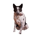 thumbnail image 2 of Bark Fall Fetch Stick Dog Retrieving Toy, 2 of 2