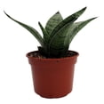 thumbnail image 3 of Silver Star Birdsnest Snake Plant -Sanseveria-3.7" Pot, 3 of 4