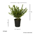 thumbnail image 4 of Expert Gardener Compacta Japanese Holly (2.5 Quart) Compact Evergreen Shrub - Full Sun Live Outdoor Plant, 4 of 6