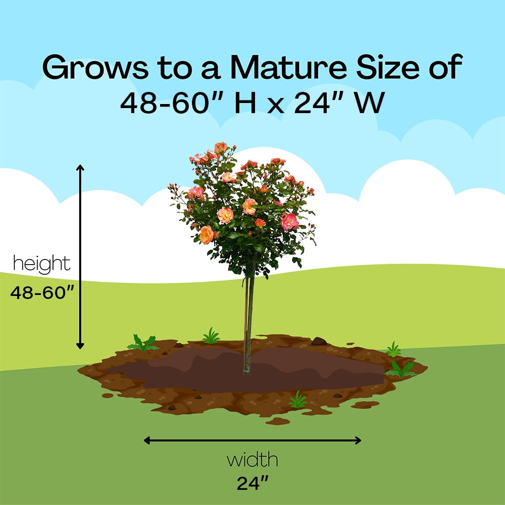 The Peach Drift Rose Tree Form Live Shrubs with Pink-Orange Flowers (3 Gallon)