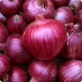 thumbnail image 1 of HIGHGW 150+ Rossa Di Milano Onion Seeds- All Heirloom Seeds, 1 of 4