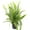1 Plant, variant on Australian Sword Kimberly Queen Fern - Live Plant in a 6 Inch Pot - Nephrolepis Obliterata - Wind Tolerant Herbaceous Fern