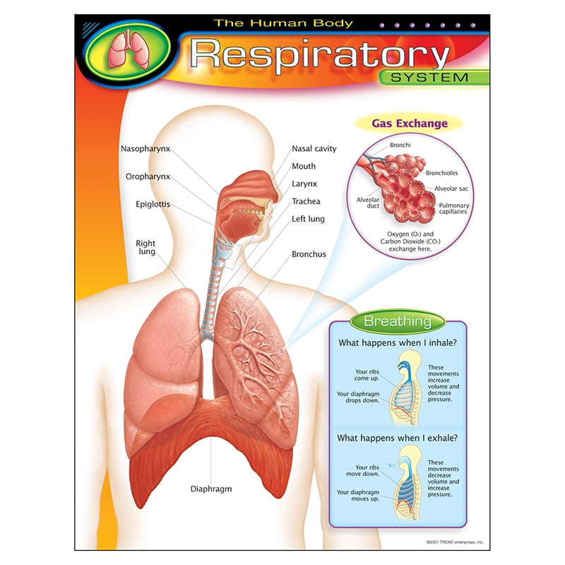 CHART RESPIRATORY SYSTEM