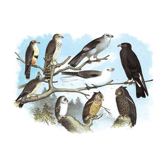 Femerol & Richardson's Falcons, Isabella Hawk, Acadian Owl Fine art canvas print (20" x 30")