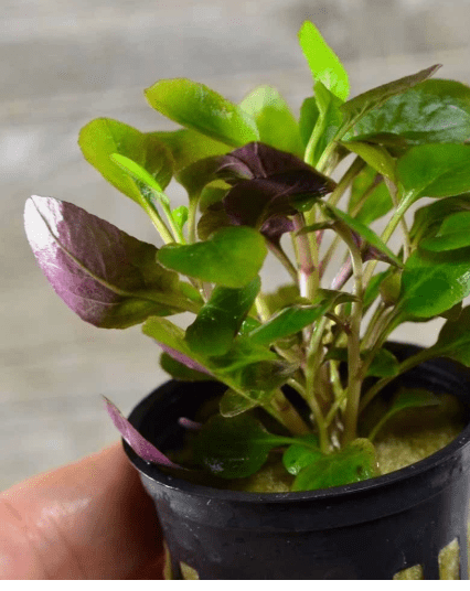 Lobelia Cardinalis Live Aquarium Plant – Freshwater Aquatic Plant for Midground/Background