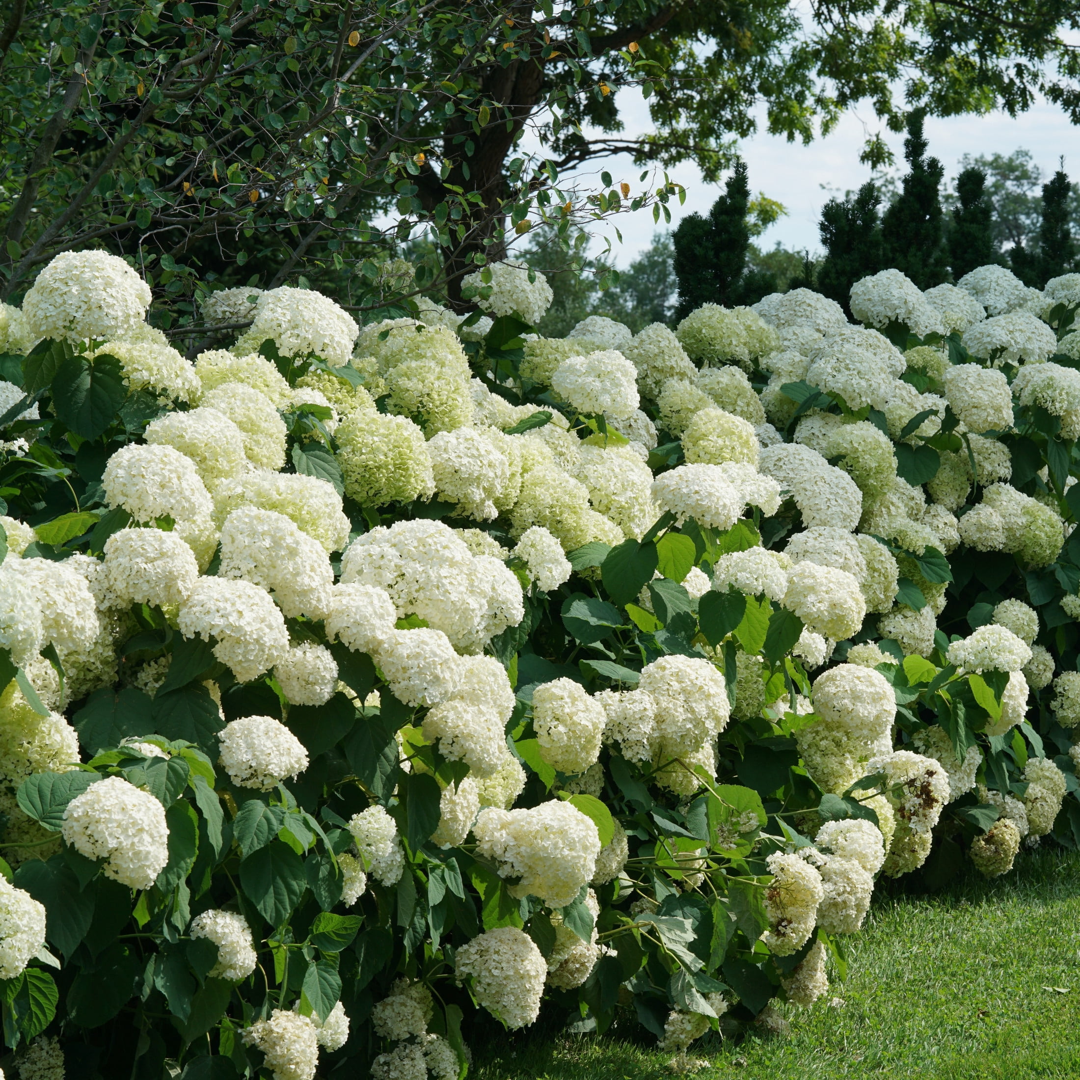 Proven Winners ColorChoice 5" White Incrediball Smooth Hydrangea Live Plant in 4.5" Pot (4 Count)