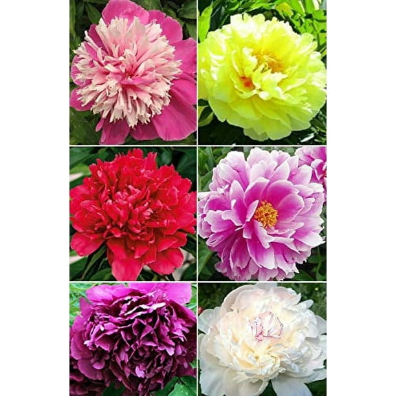 20  Mixed Peony Flower Seeds Double Beautiful Perennial Bonsai Plant Garden
