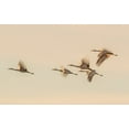 thumbnail image 2 of Wang, Qingsong 24x17 Gold Ornate Wood Framed with Double Matting Museum Art Print Titled - Untitled, 2 of 4
