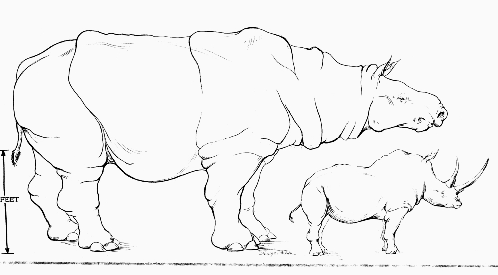 Rhinoceros Comparison Nsize Comparison Between A Modern White Rhino