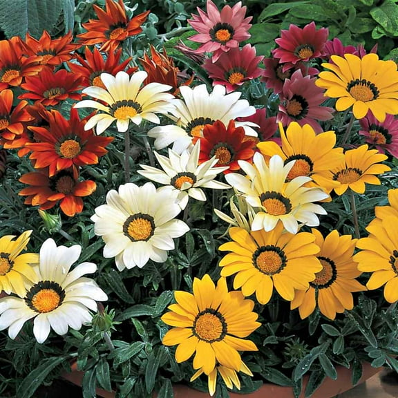 Outsidepride Gazania Kiss Mix - 50 seeds