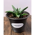 thumbnail image 2 of MicroStarts Live King Ferdinand Agave Succulent Plant in 4 inch pot, 2 of 7