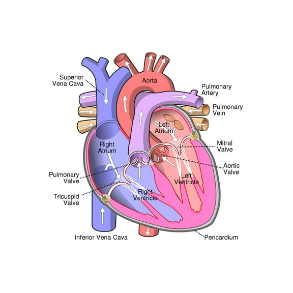 24x36 gallery poster, Diagram of the heart