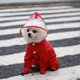 thumbnail image 3 of Chubasquero para perros pequeños oso de fresa con capucha poncho impermeable L rojo, 3 of 4