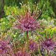 thumbnail image 2 of les bulbes, c’est facile! Assortiment d'alliums (25 Bulbes), 2 of 5