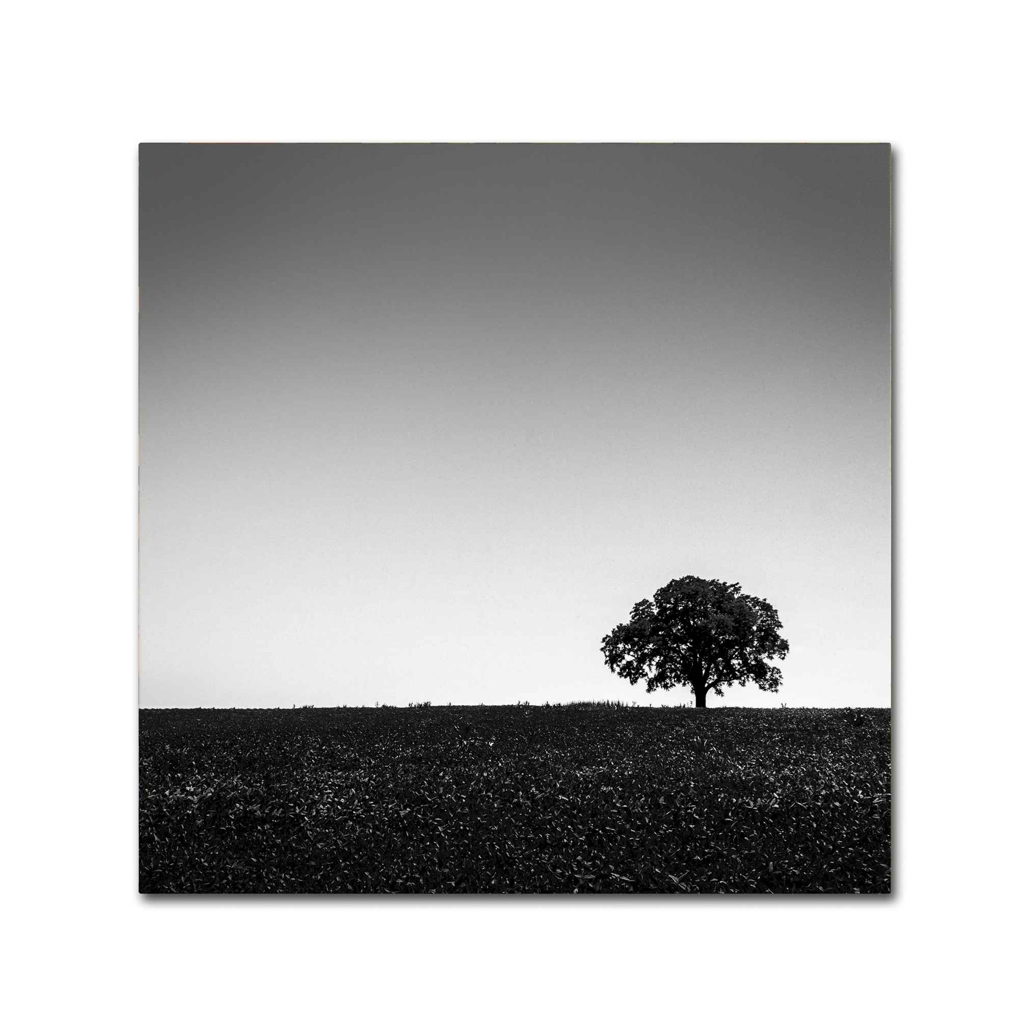Trademark Fine Art "One Tree Hill" Canvas Art by Dave MacVicar