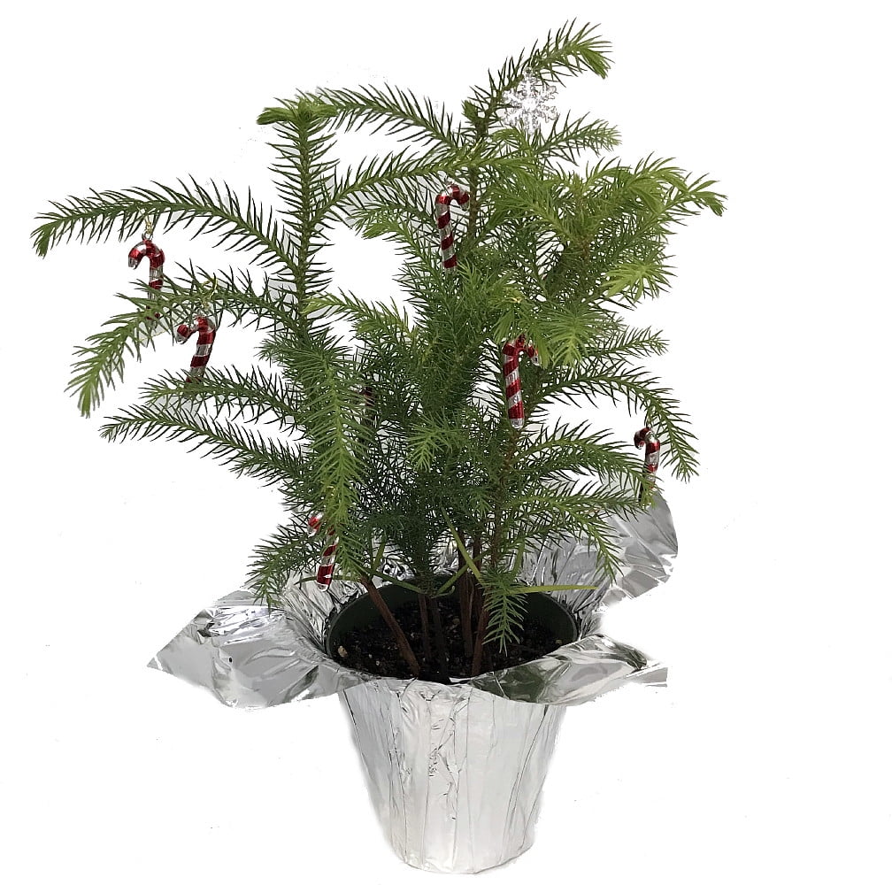 Norfolk Island Pine Decorated Silver The Indoor Christmas Tree 4 Pot Walmart Com