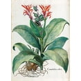 thumbnail image 2 of Besler, Basilius 19x24 White Modern Wood Framed Museum Art Print Titled - Canna Indica, 2 of 4