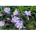 thumbnail image 3 of Seedville 50 Blue Rocky Mountain Columbine Flower Seed, Attracts Bees, Birds & Butterflies, 3 of 11