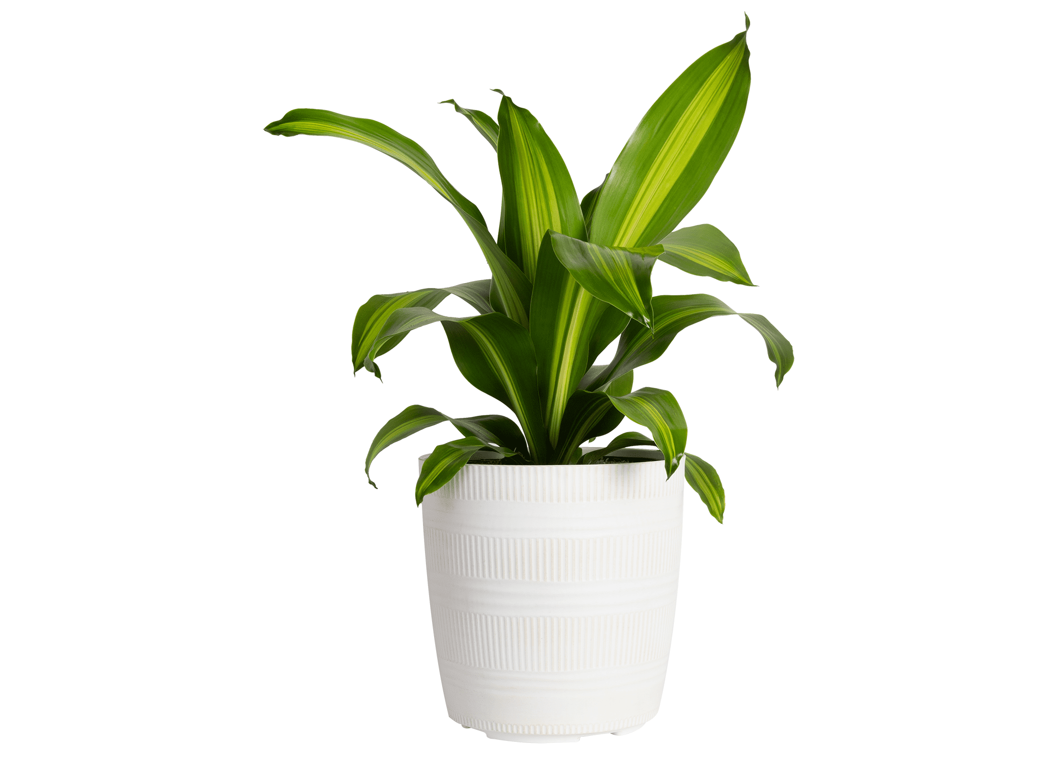 Costa Farms Plants with Benefits Live Madagascar Plant in 10in. Grower Pot