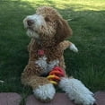 thumbnail image 6 of Dogs In Action DNA Small, 6 of 8
