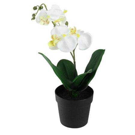 Potted Phalaenopsis Orchid - 10.75