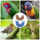 thumbnail image 3 of unbranded 2Ud Collar De Protección Para Pájaros Azul Accesorio Multifuncional Para Recuperación Y Cuidado, 3 of 6
