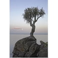 thumbnail image 1 of Great BIG Canvas | "A Lone Tree On Lake Superior; Grand Portage, Minnesota, USA" Art Print - 16x24, 1 of 4