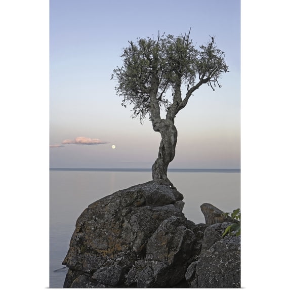 Great BIG Canvas | "A Lone Tree On Lake Superior; Grand Portage, Minnesota, USA" Art Print - 16x24