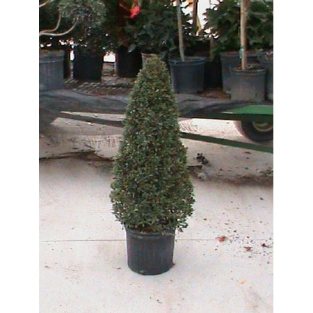 10in Eugenia Topiary Cone - Walmart.com