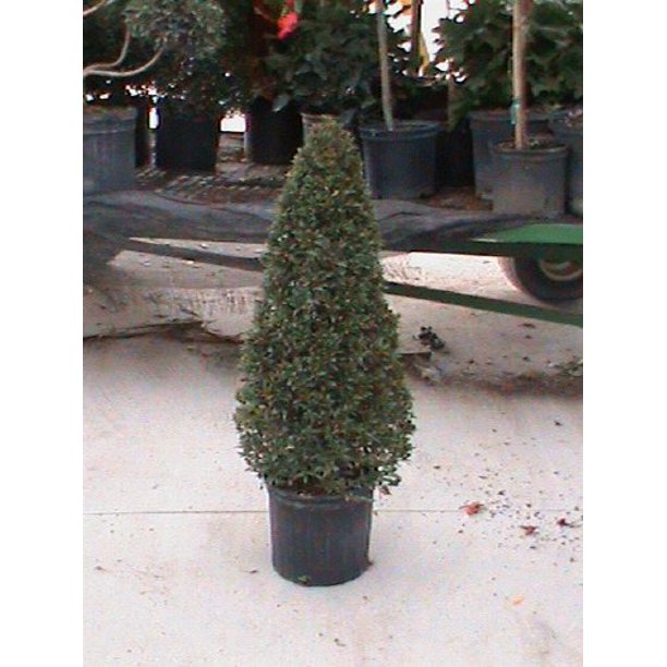 Expert Gardener Live Indoor 24in. Tall Green Eugenia Topiary Cone Plant, Indirect Sunlight, in