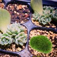 thumbnail image 1 of Milisten 8Ud Elementos Decorativos De Musgo Artificial Para Arreglos De Plantas Y Manualidades, 1 of 6
