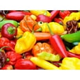 thumbnail image 2 of Big Pack of Hot Pepper Seeds - 4 Types - Jalapeno Pepper, Habenero Pepper, Long Cayenne Red Pepper and Anaheim Chilli - 100 Seeds of Each Type to Grow, 2 of 3