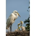 thumbnail image 2 of Jaynes Gallery 11x14 White Modern Wood Framed Museum Art Print Titled - Florida-Anastasia Island Great egret parent feeding chicks on nest, 2 of 4