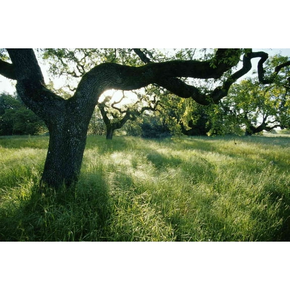 Black Oak Tree Seedlings for Planting | Quercus Velutina (3 Seedlings) | No Ship to California