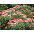 thumbnail image 6 of Set 2 Mimosa Bare Roots - No Leaves for Planting 1-2 ft Tall, Dormant in Winter - No Ship PR, HI, AK, 6 of 6