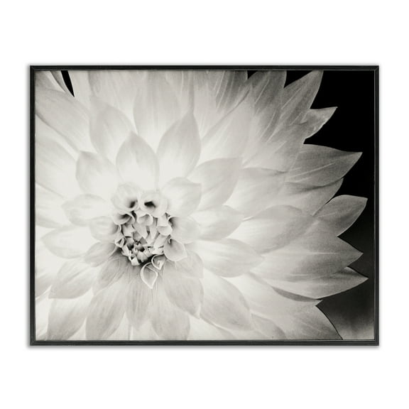 Stupell Industries Strong Dahlia Petals Botanical & Floral Photography Black Framed Art Print Wall Art, 14 x 11
