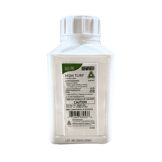 clarinervium anthurium Anthurium Clarinervium Tissue Culture Plant main image 0