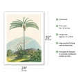 thumbnail image 2 of Palm Tree (Oenocarpus Distichus) - Brazil - Vintage Botanical Illustration by Carl Friedrich Philipp von Martius c.1820s - Fine Art Matte Paper Print (Unframed) 24x32in, 2 of 4