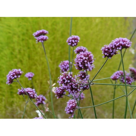 Verbena Blossom - Canvas Print Verbena Plant Blossom Bloom Purple Violet Stretched Canvas 10 x 14