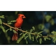 thumbnail image 2 of Archer, Ken 14x10 White Modern Wood Framed Museum Art Print Titled - Northern cardinal, 2 of 4
