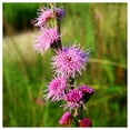 thumbnail image 5 of Everwilde Farms - 200 Button Blazing Star Native Wildflower Seeds - Gold Vault Seed Packet, 5 of 5